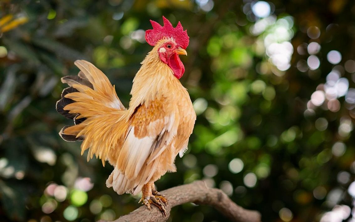 La Fattoria locale con Galline che razzolano sotto l'Albero