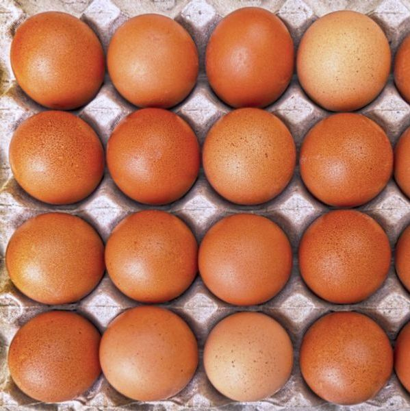 Ritratto dell'allevatore di Galline